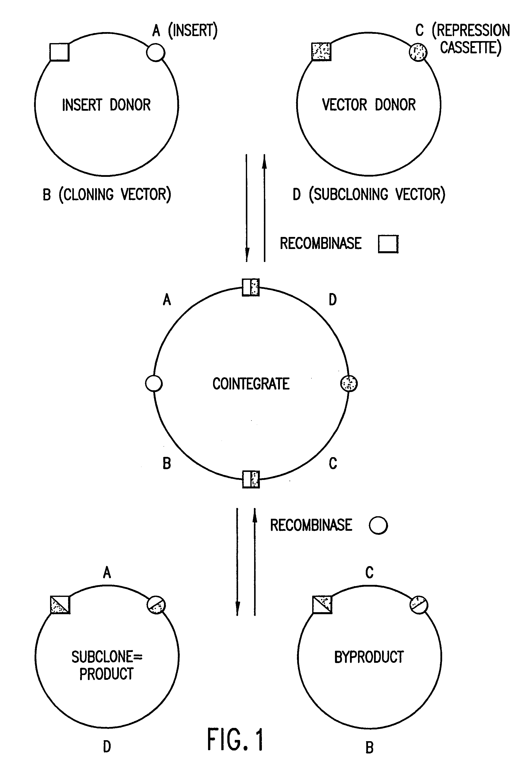 Methods and compositions for synthesis of nucleic acid molecules using multiple recognition sites