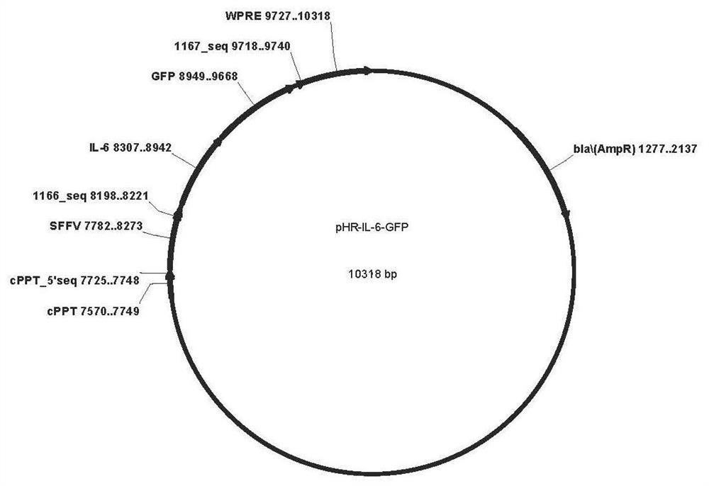 CD19-car-t cell interfering with il-6 expression and its application