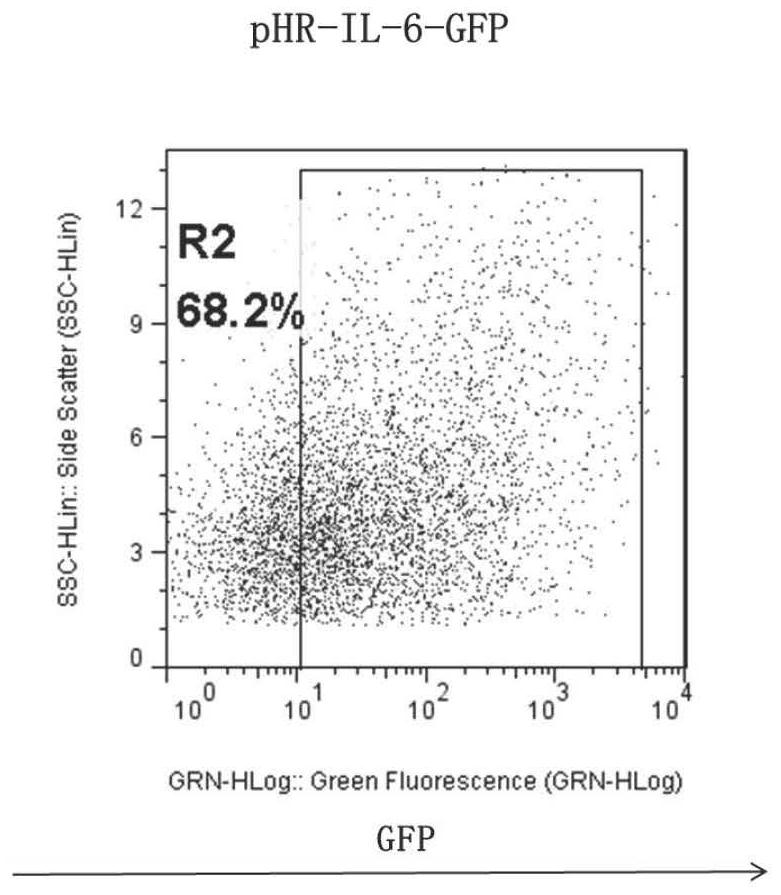 CD19-car-t cell interfering with il-6 expression and its application