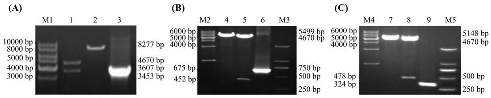 Avian infectious bronchitis virus (IBV)-like particle and preparation method and application thereof