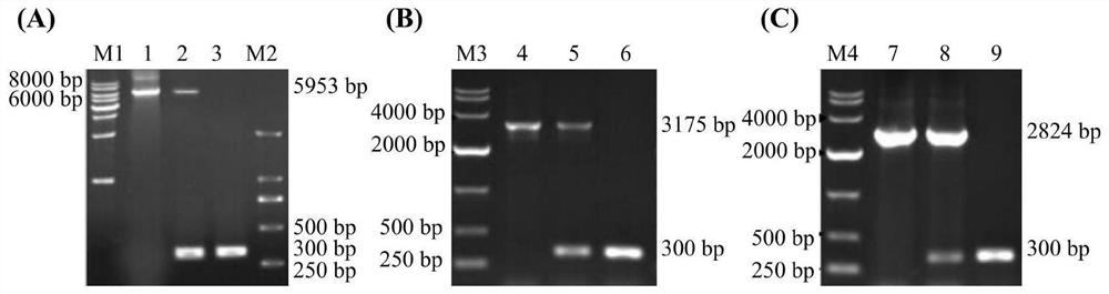 Avian infectious bronchitis virus (IBV)-like particle and preparation method and application thereof