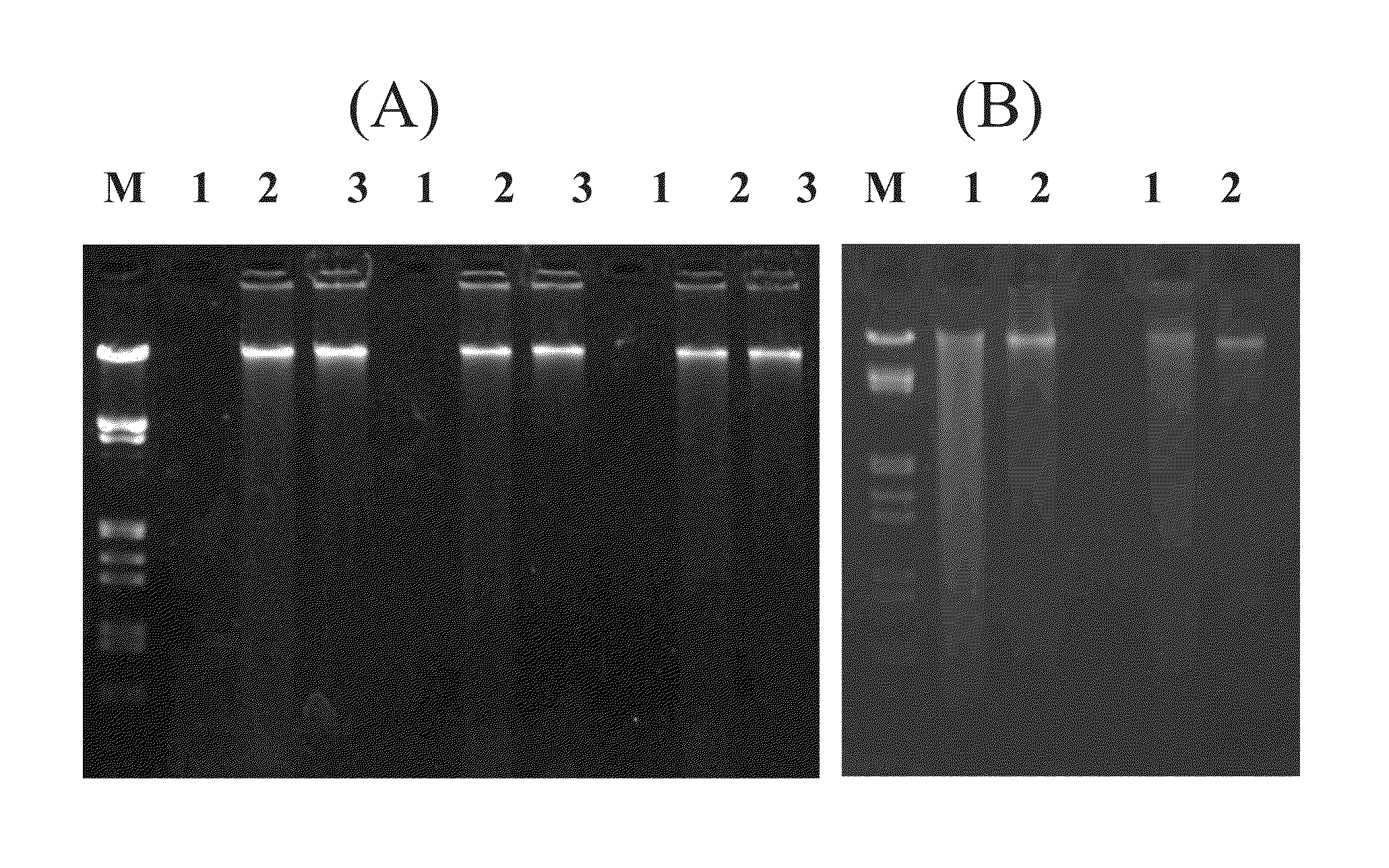 Method for isolating nucleic acids