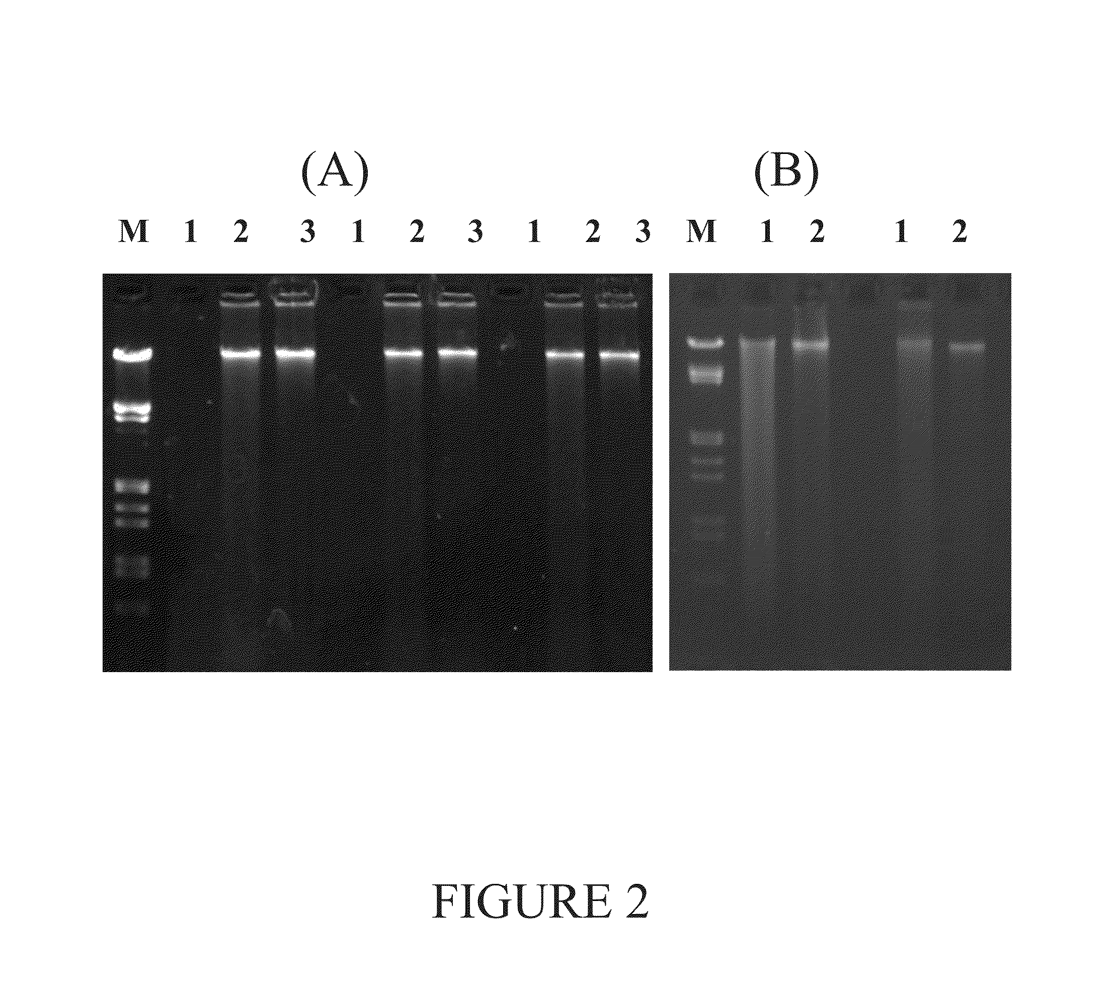 Method for isolating nucleic acids