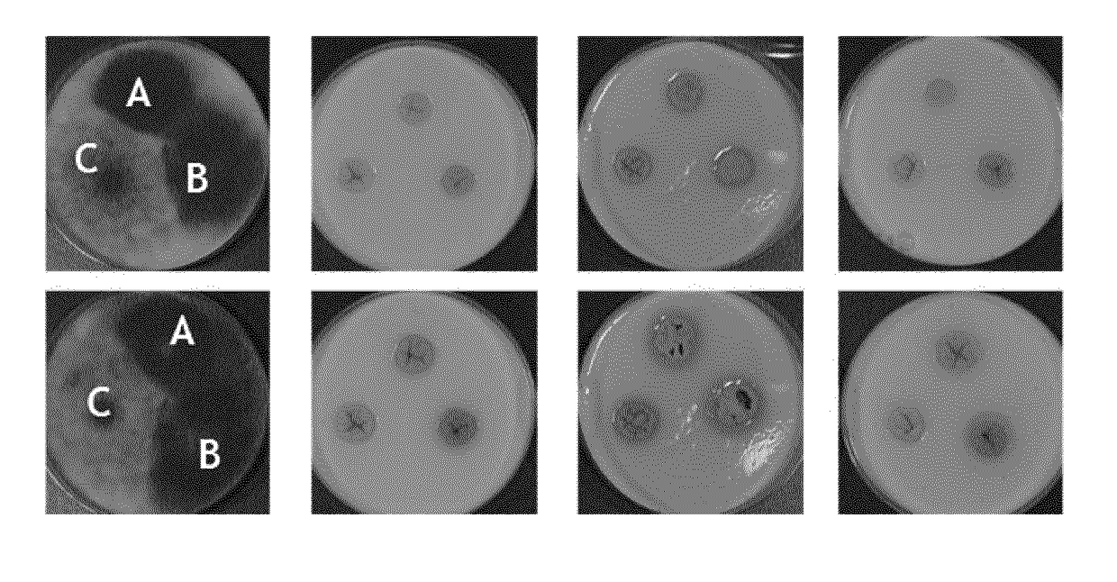 Lactobacillus fermentum bacteria with antifungal activity