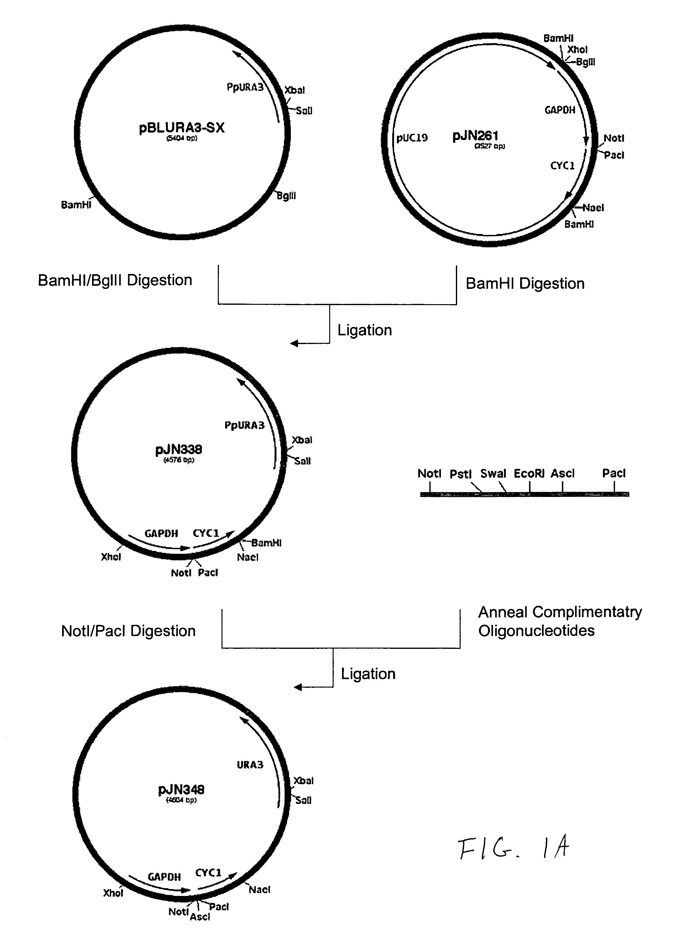 Production of galactosylated glycoproteins in lower eukaryotes