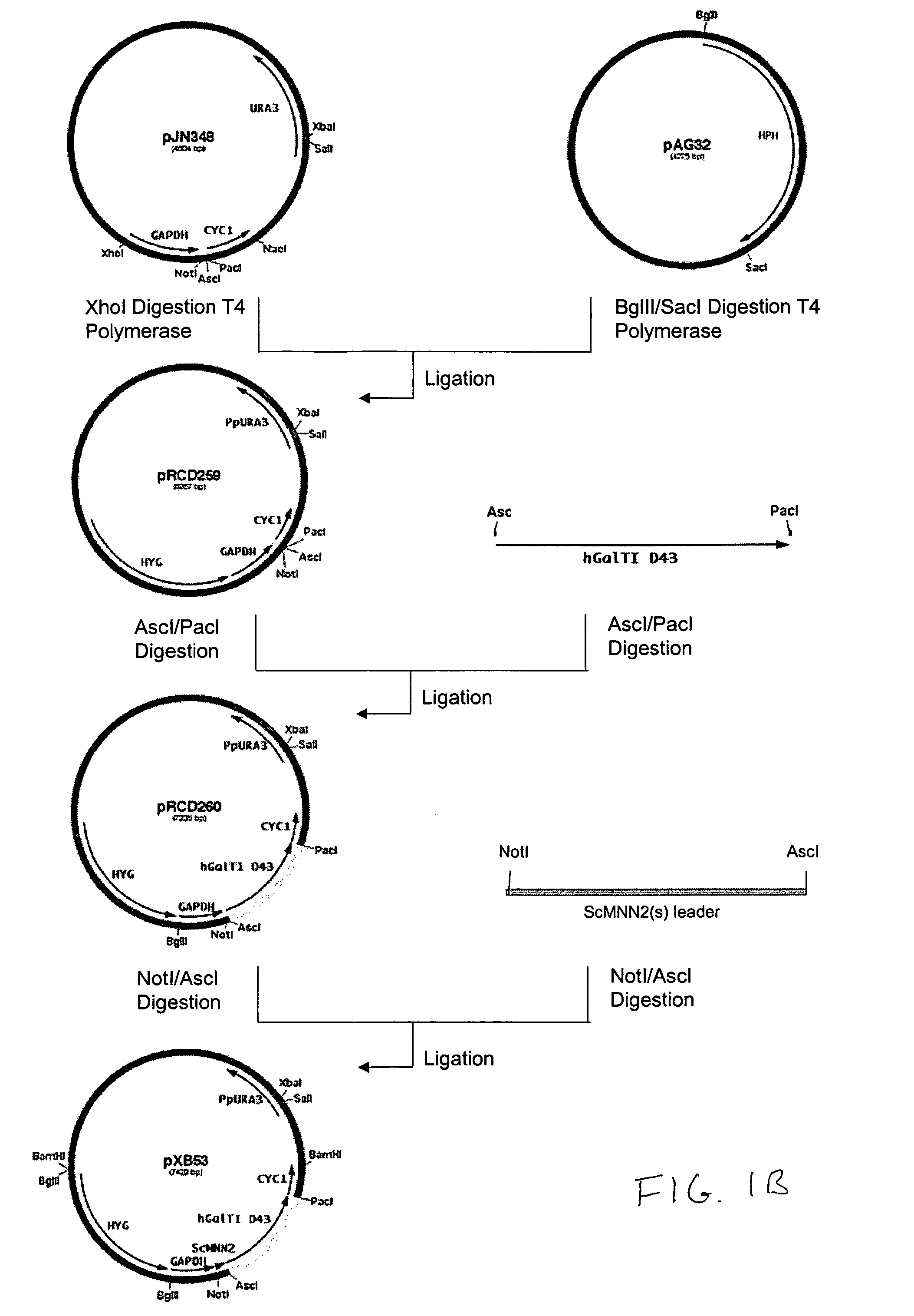 Production of galactosylated glycoproteins in lower eukaryotes