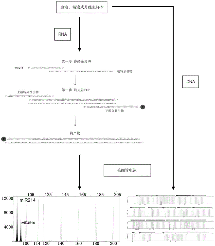 Primer design method for multiple microRNAs multiplex detection