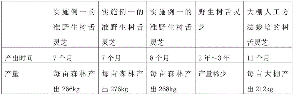 Quasi wild ganoderma lipsiense cultivation process