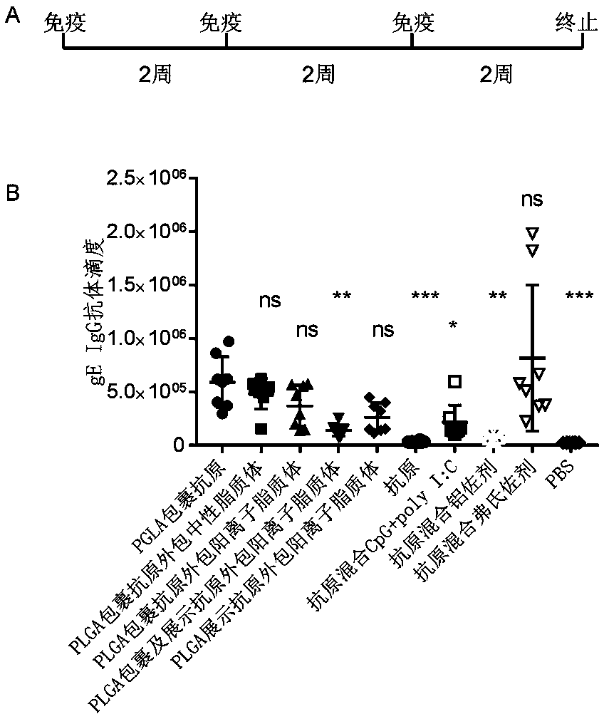 Herpes zoster vaccine composition as well as preparation method and application thereof