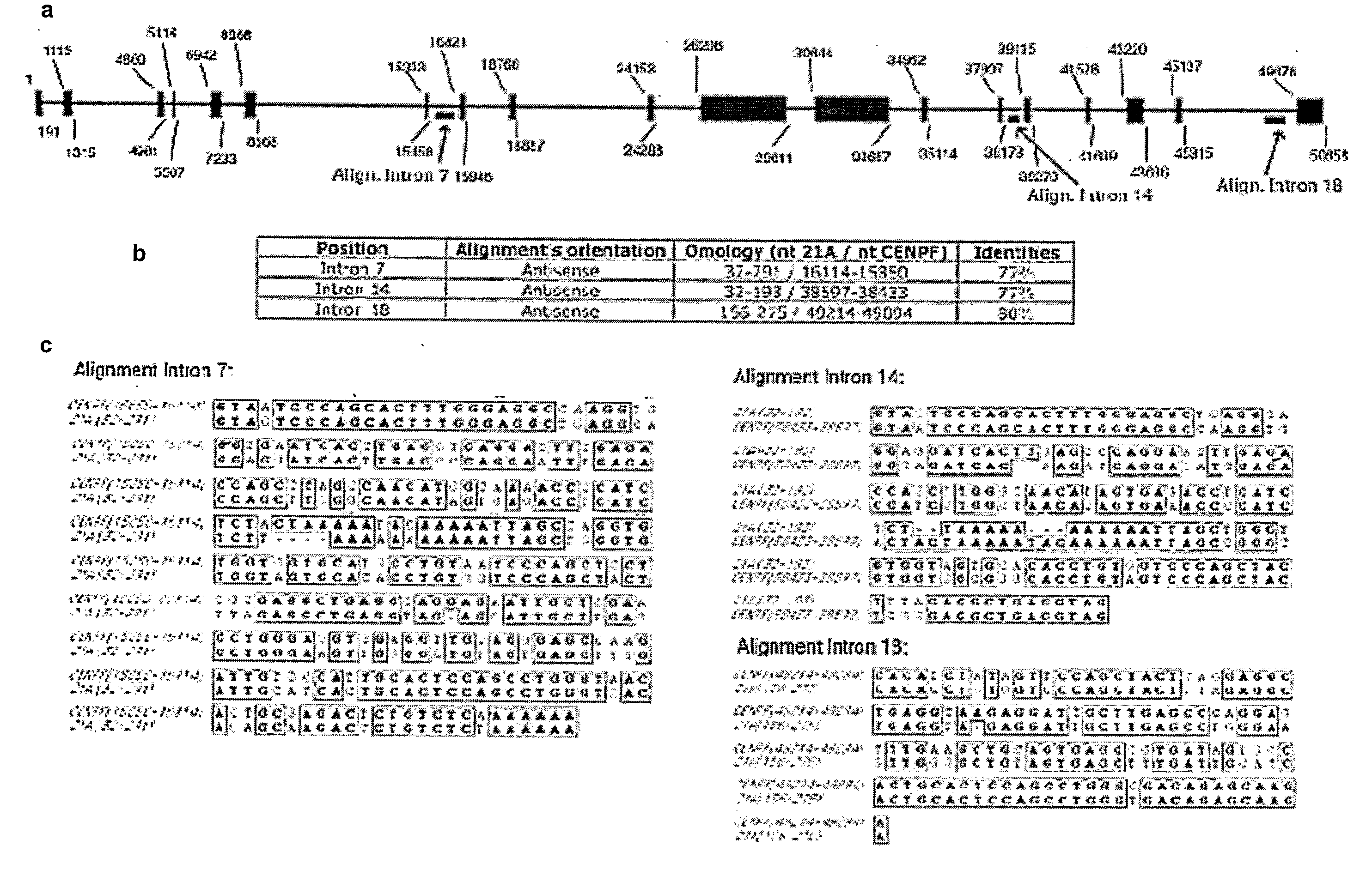 snRNA gene-like transcriptional units and uses thereof