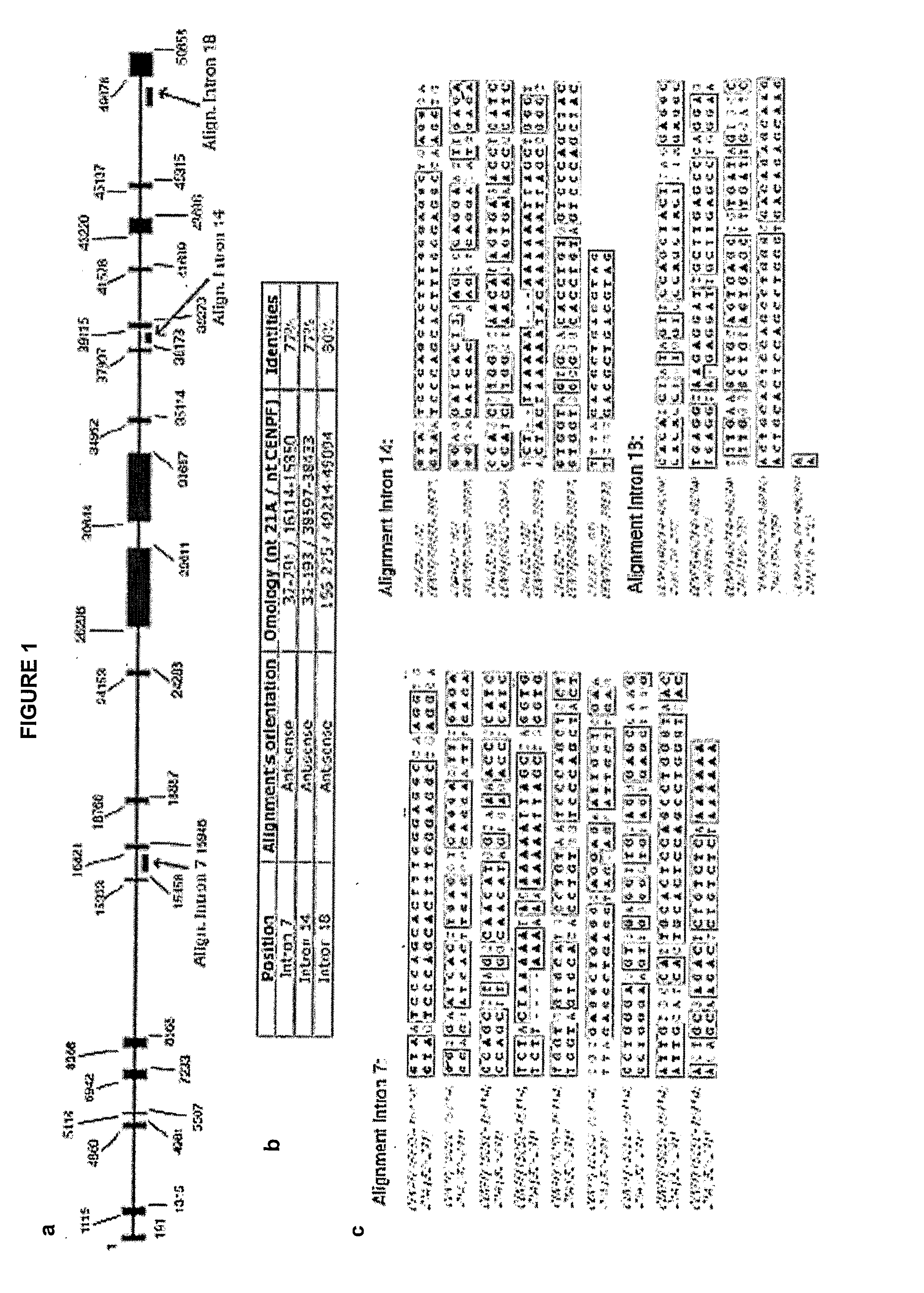 snRNA gene-like transcriptional units and uses thereof