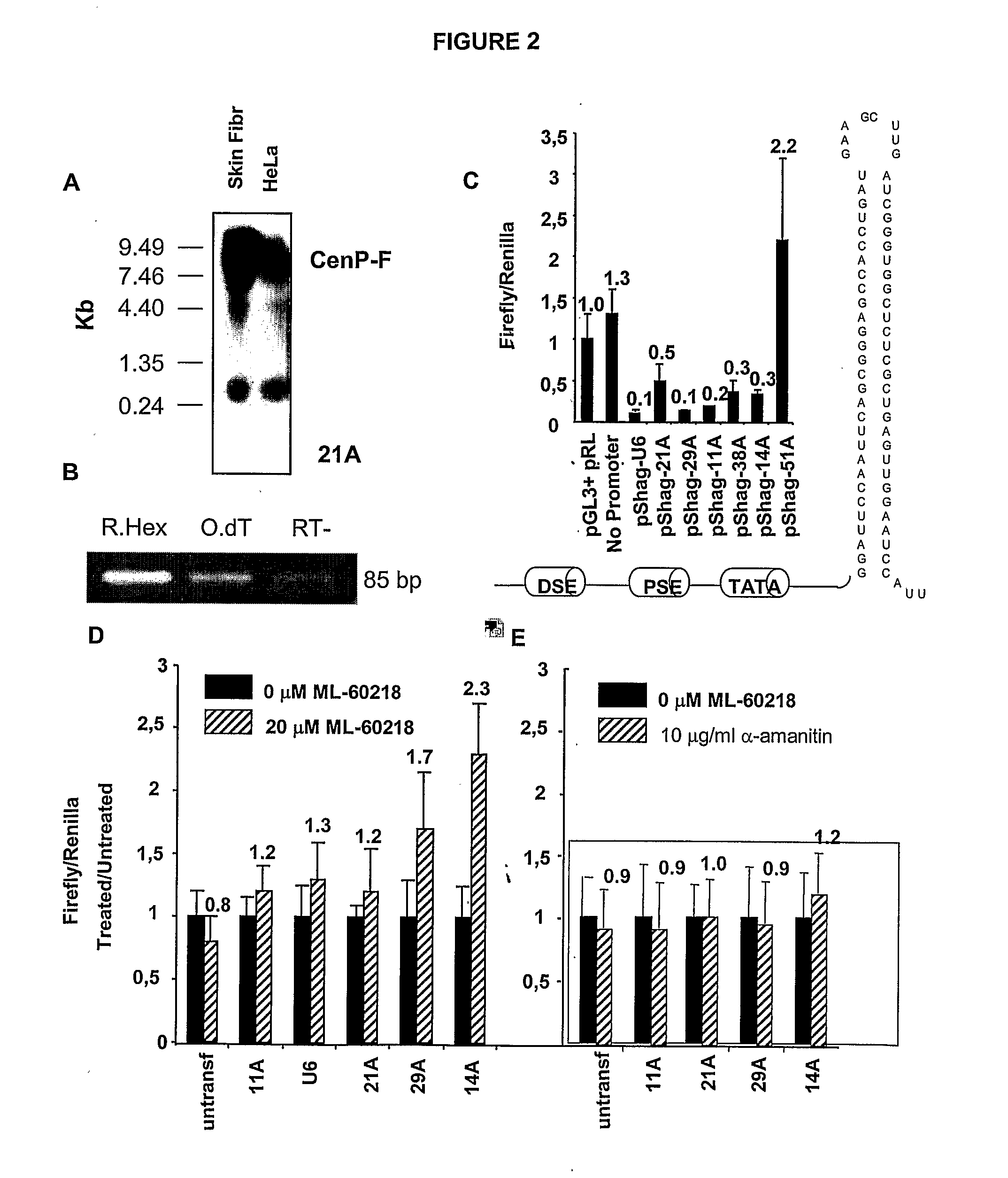 snRNA gene-like transcriptional units and uses thereof