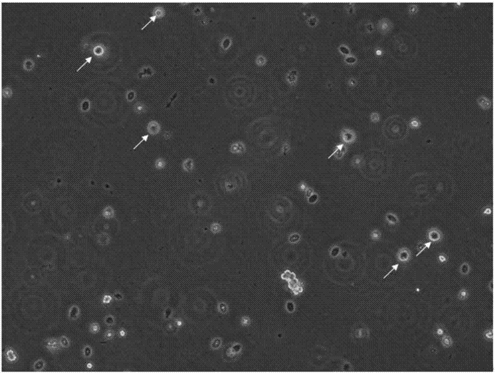 Oocyte separation and extraction method based on duck embryo