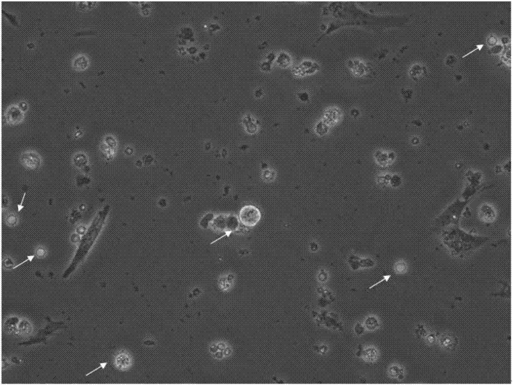 Oocyte separation and extraction method based on duck embryo