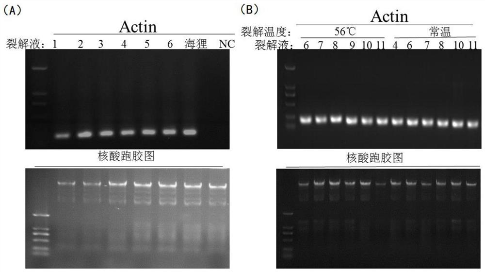 Genome magnetic bead extraction test kit and extraction method