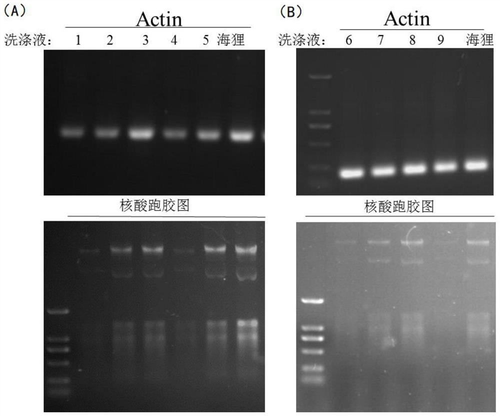 Genome magnetic bead extraction test kit and extraction method