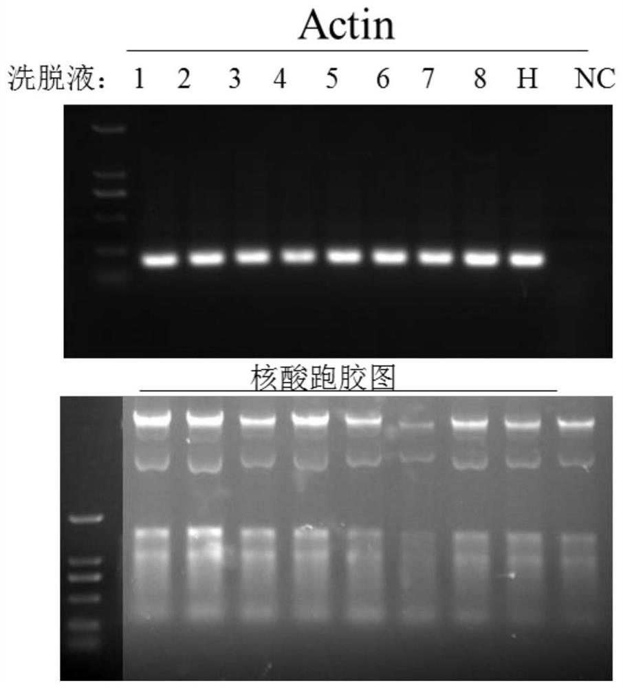 Genome magnetic bead extraction test kit and extraction method