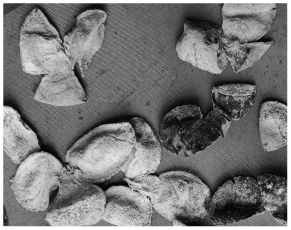 Eurotium cristatum growing method of orange peel