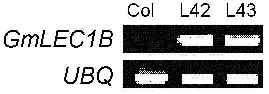 Protein gmlec1b related to fatty acid synthesis and its coding gene and application