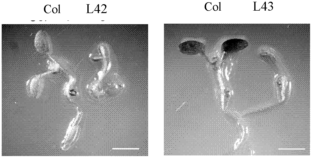 Protein gmlec1b related to fatty acid synthesis and its coding gene and application