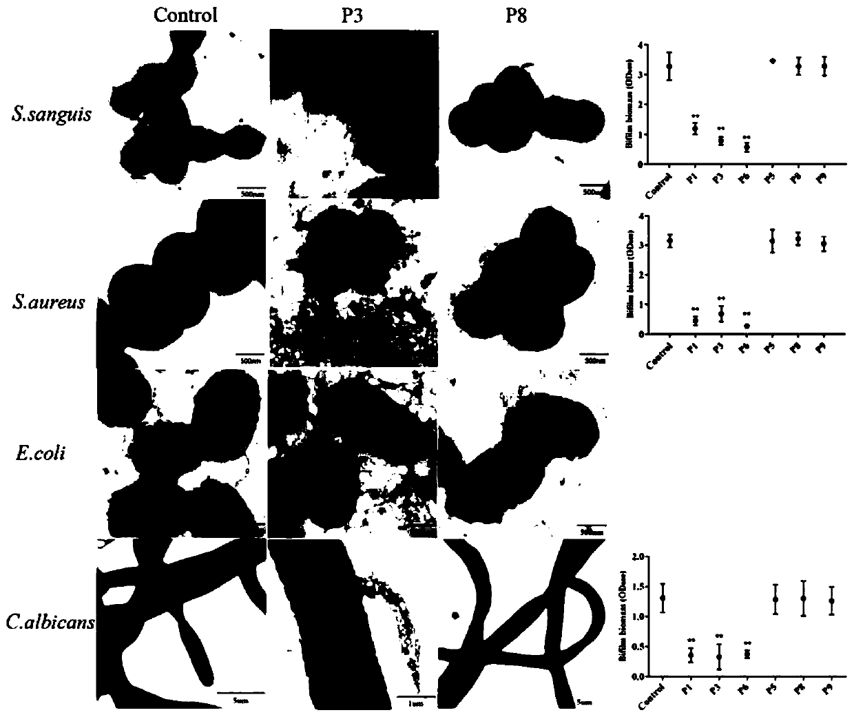 Amyloid hexapeptide and application thereof in broad-spectrum inhibition of bacterial and fungal biofilms