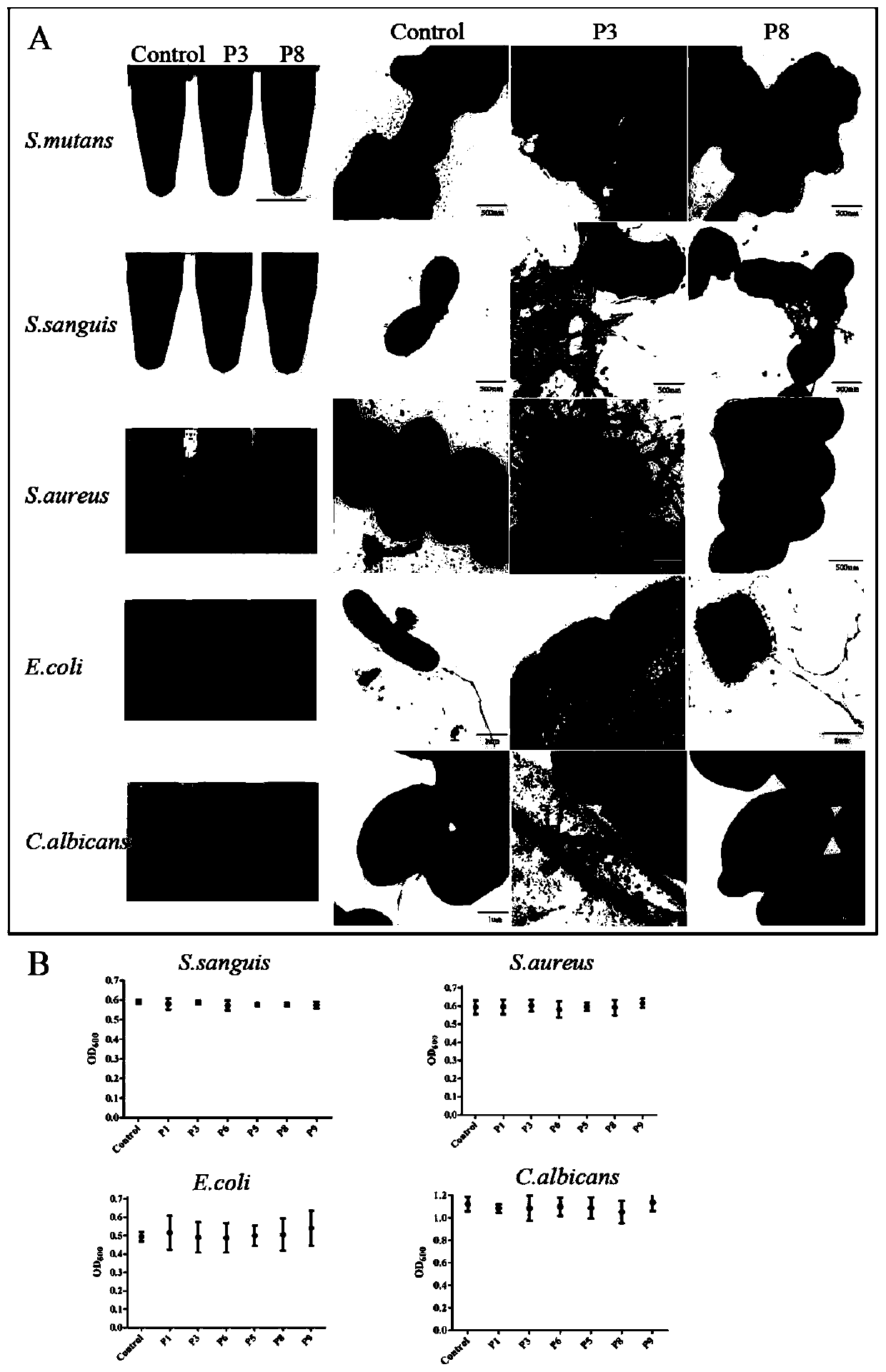 Amyloid hexapeptide and application thereof in broad-spectrum inhibition of bacterial and fungal biofilms