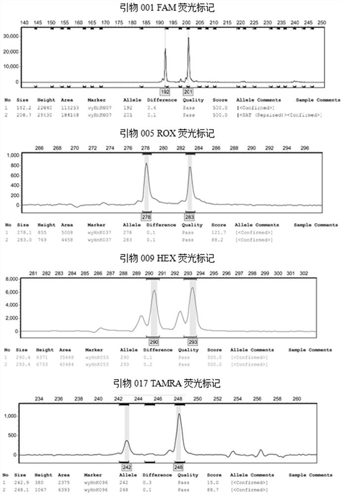 SSR primers of endangered Heritiera littoralis Hernandia nymphaeifolia and application thereof