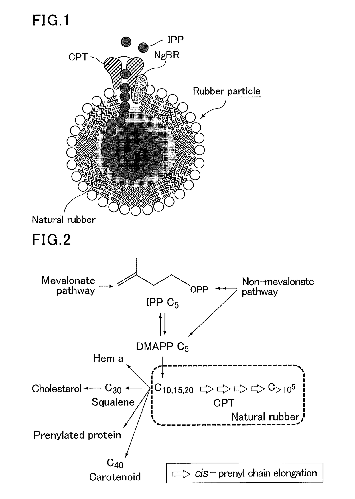 Production method for polyisoprenoid, vector, transgenic plant, production method for pneumatic tire, and production method for rubber product