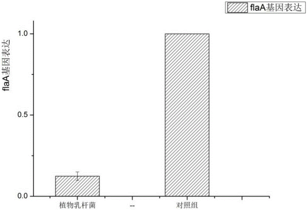 Lactobacillus plantarum capable of antagonizing campylobacter jejuni and inhibiting expression of flaA gene of campylobacter jejuni