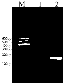 Method for rapidly and qualitatively detecting mycoplasma pneumoniae of sheep