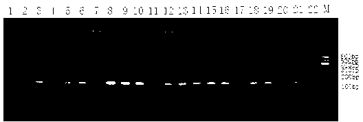 Method for rapidly and qualitatively detecting mycoplasma pneumoniae of sheep