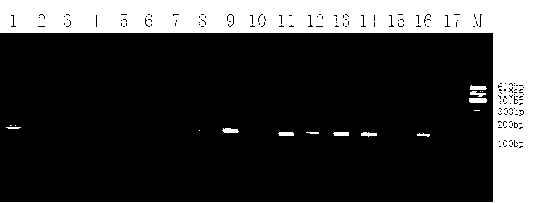 Method for rapidly and qualitatively detecting mycoplasma pneumoniae of sheep