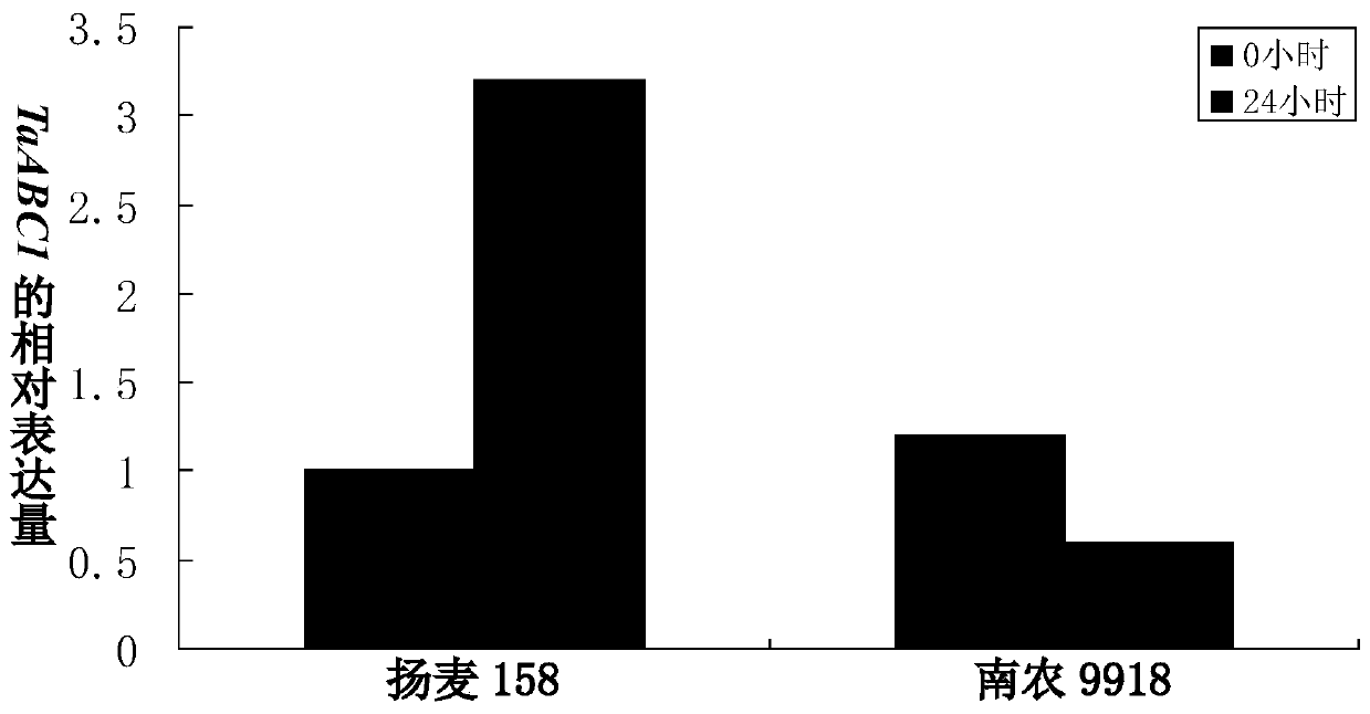 A gene TaABC1-2 with abc1-like kinase domain and its application