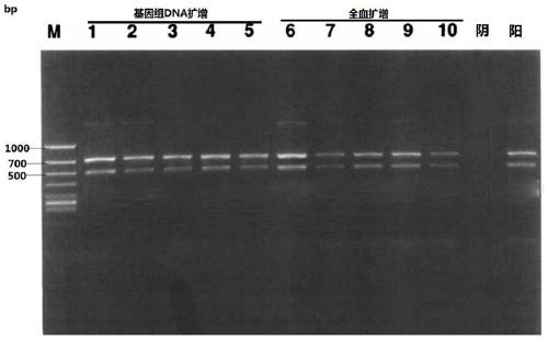 PCR reagent and kit for detecting beta-thalassemia