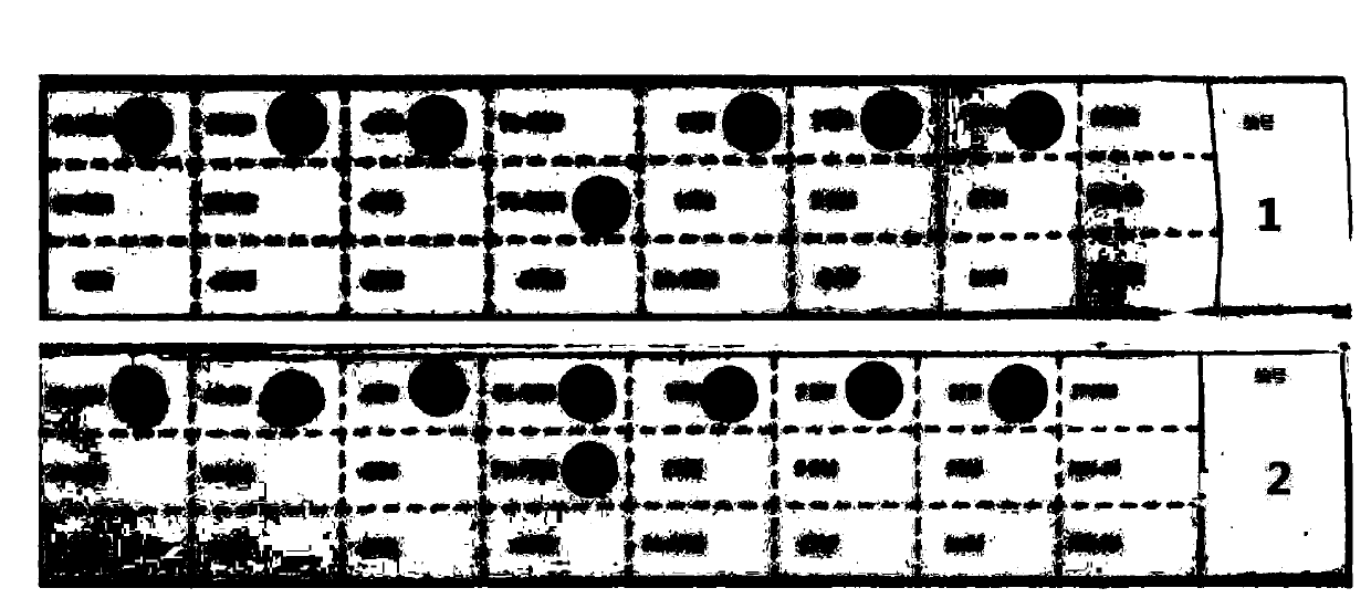 PCR reagent and kit for detecting beta-thalassemia