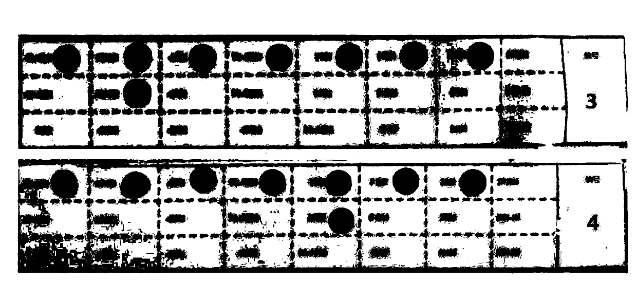 PCR reagent and kit for detecting beta-thalassemia