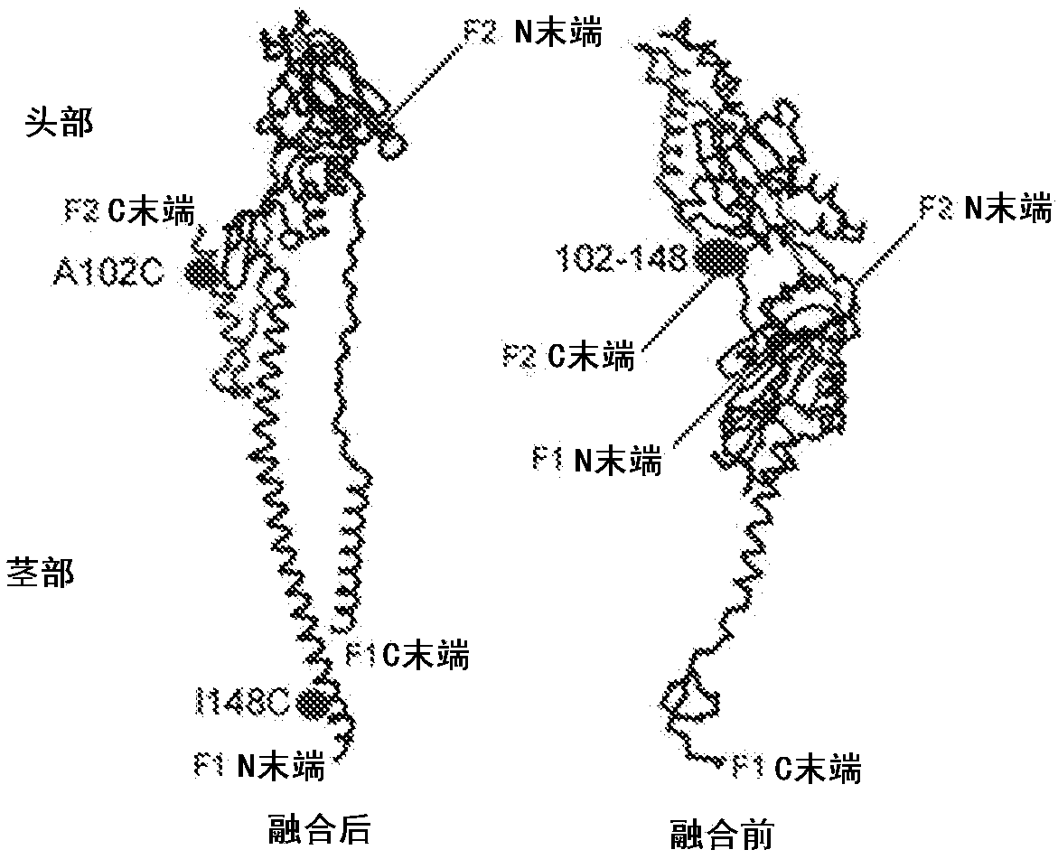 Human respiratory syncytial virus (HRSV) virus-like particles (VLPS) based vaccine