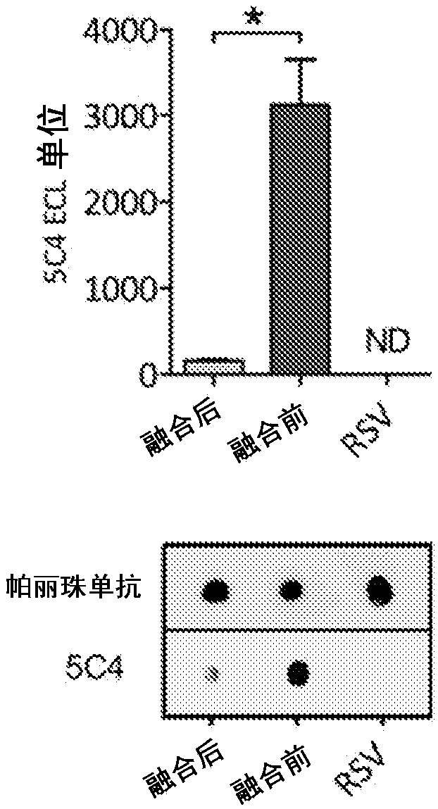 Human respiratory syncytial virus (HRSV) virus-like particles (VLPS) based vaccine