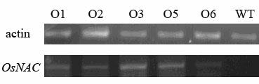 Rice OsNAC coding sequence and application thereof