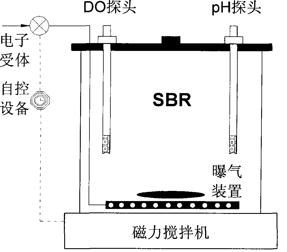 Detection method for diagnosing phosphate accumulating organisms constitute in sewage water phosphorus removal system