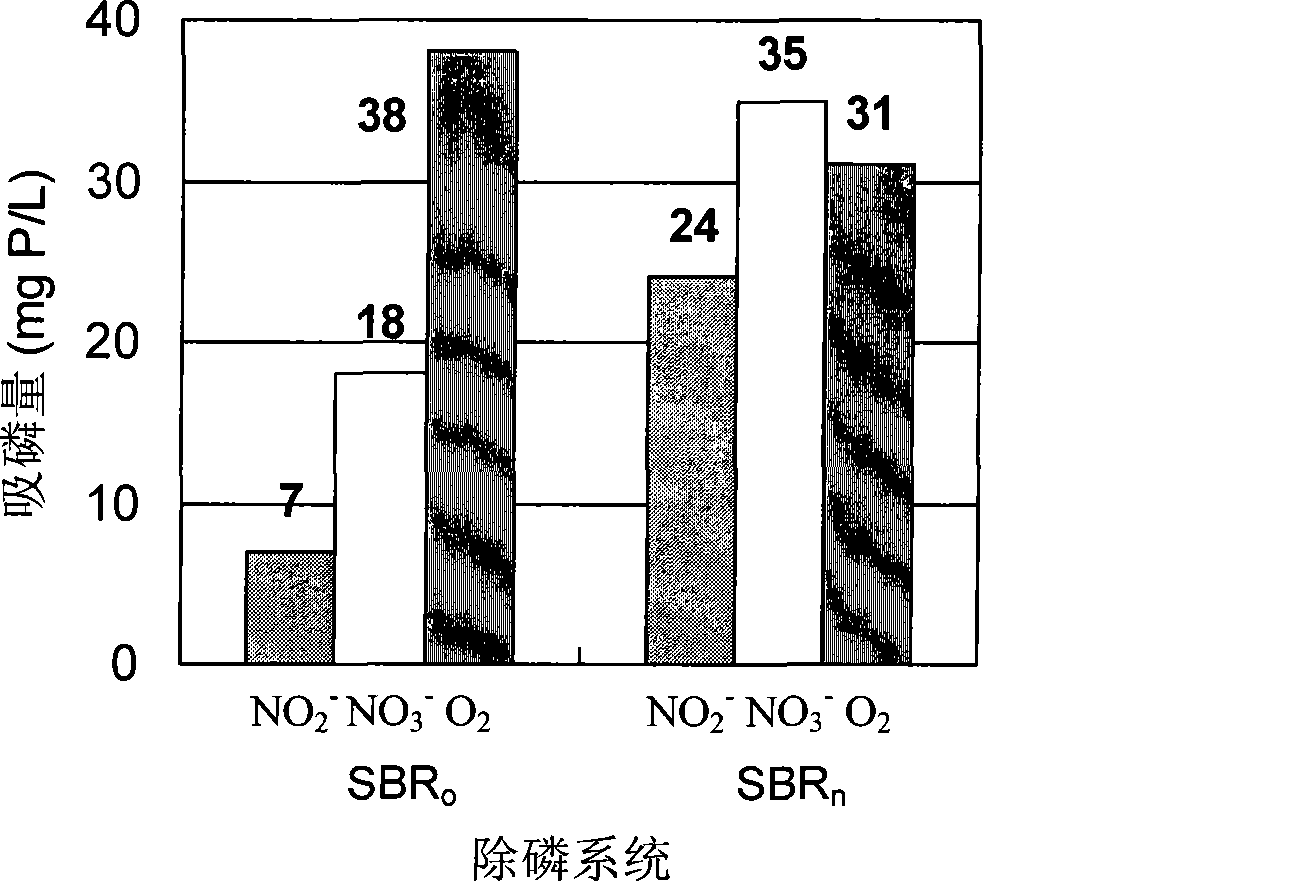 Detection method for diagnosing phosphate accumulating organisms constitute in sewage water phosphorus removal system