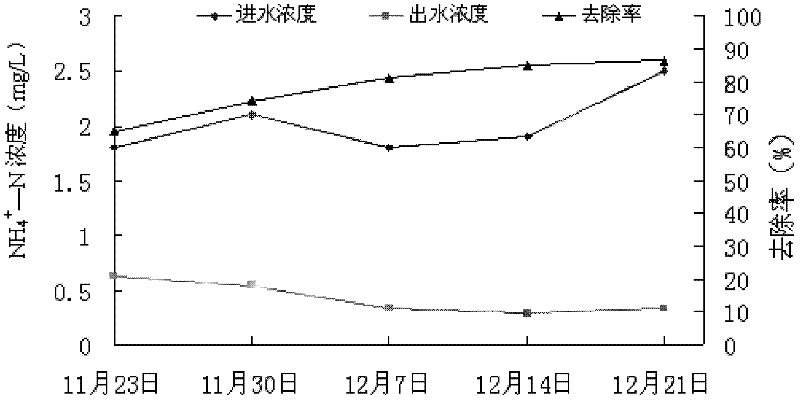 Application of mirabilis jalapa in purifying livestock and poultry culture biogas slurry