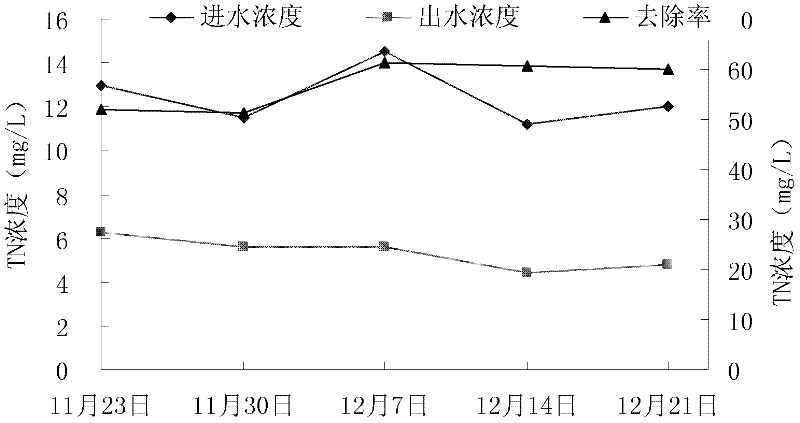 Application of mirabilis jalapa in purifying livestock and poultry culture biogas slurry