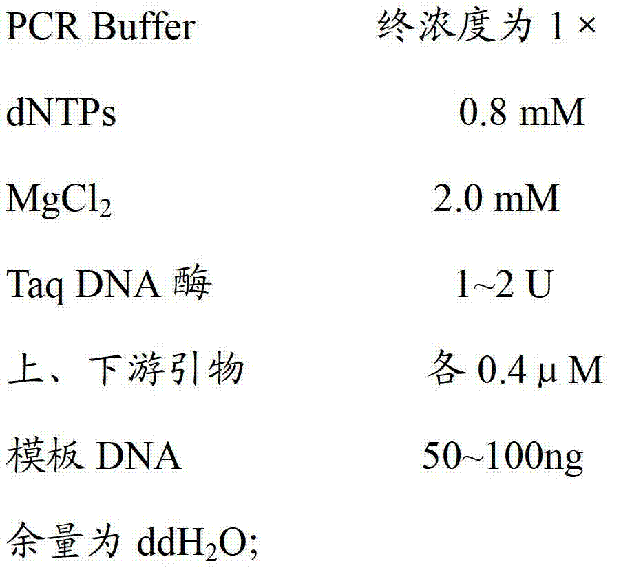 Molecular specificity labeling primer and method for identifying European boletus sibling species