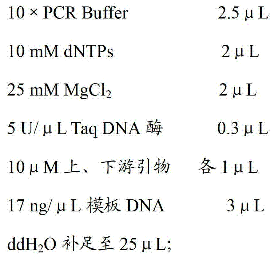 Molecular specificity labeling primer and method for identifying European boletus sibling species