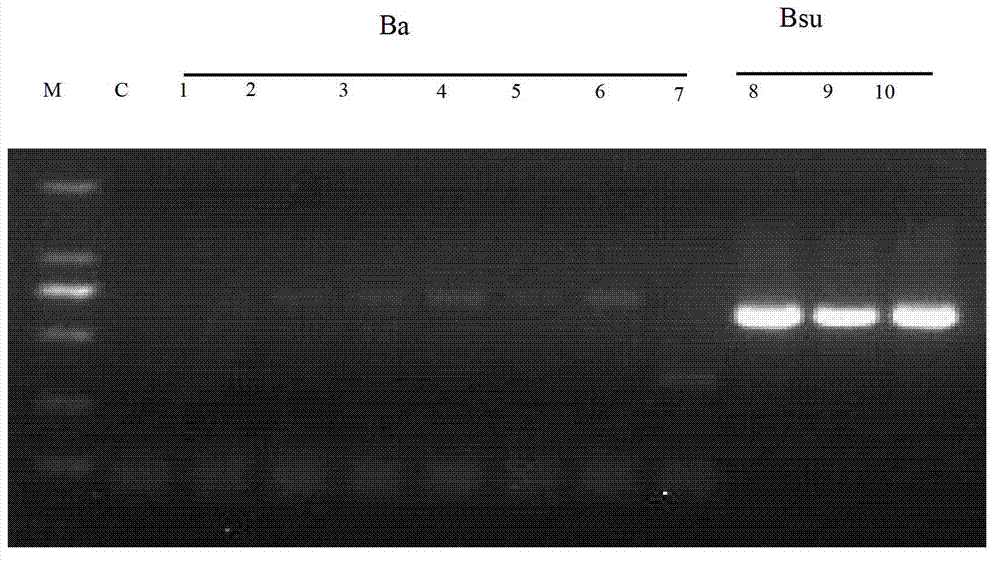 Molecular specificity labeling primer and method for identifying European boletus sibling species