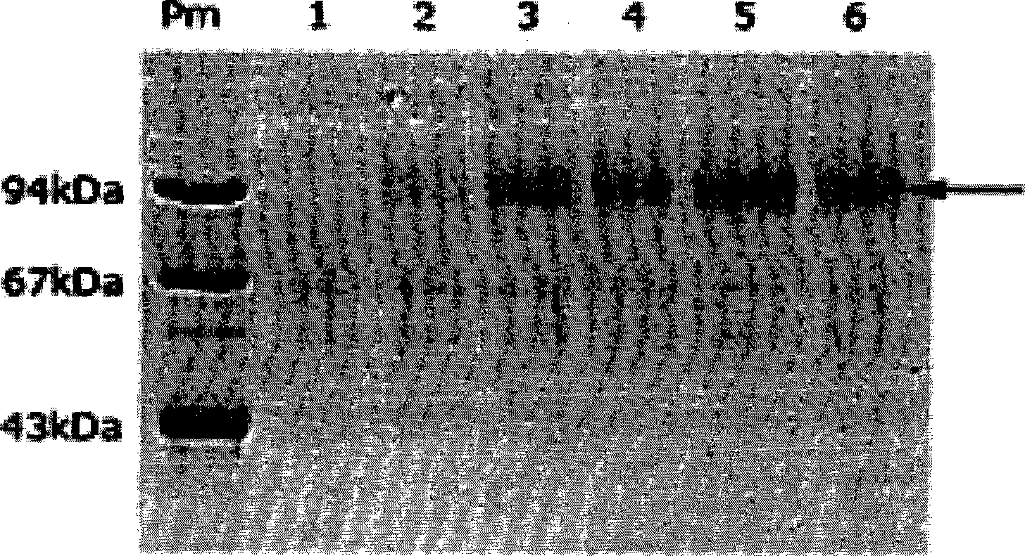 Method for improving expression level of recombinant protein in kluyveromyces