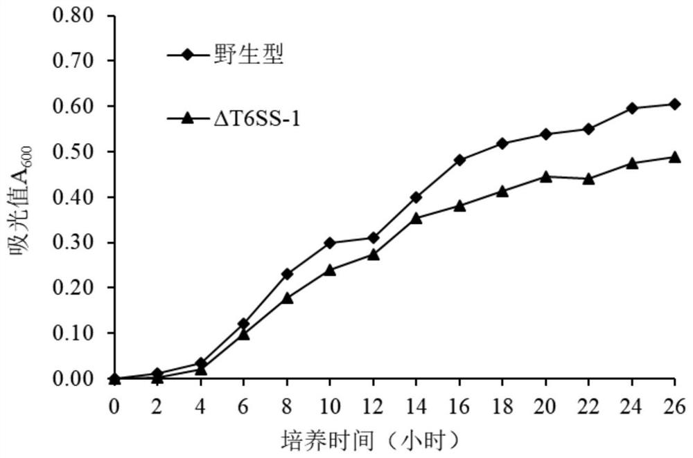 An attenuated fish vaccine against Pseudomonas ayucidae with knockout of the t6ss-1 gene cluster