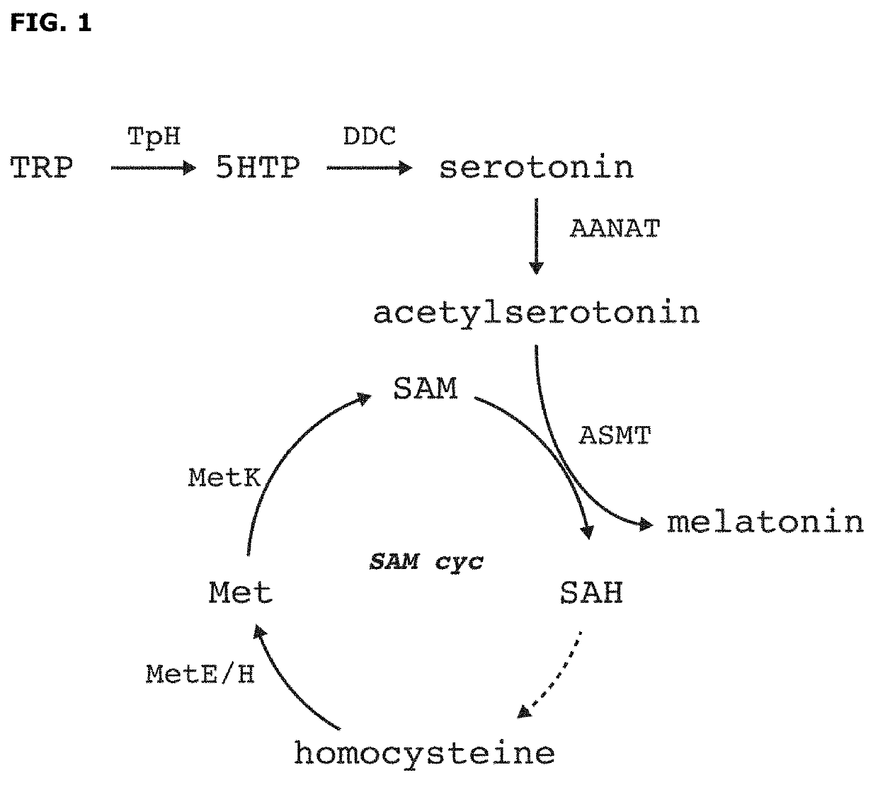 Arylalkylamine n-acetyltransferase and uses thereof