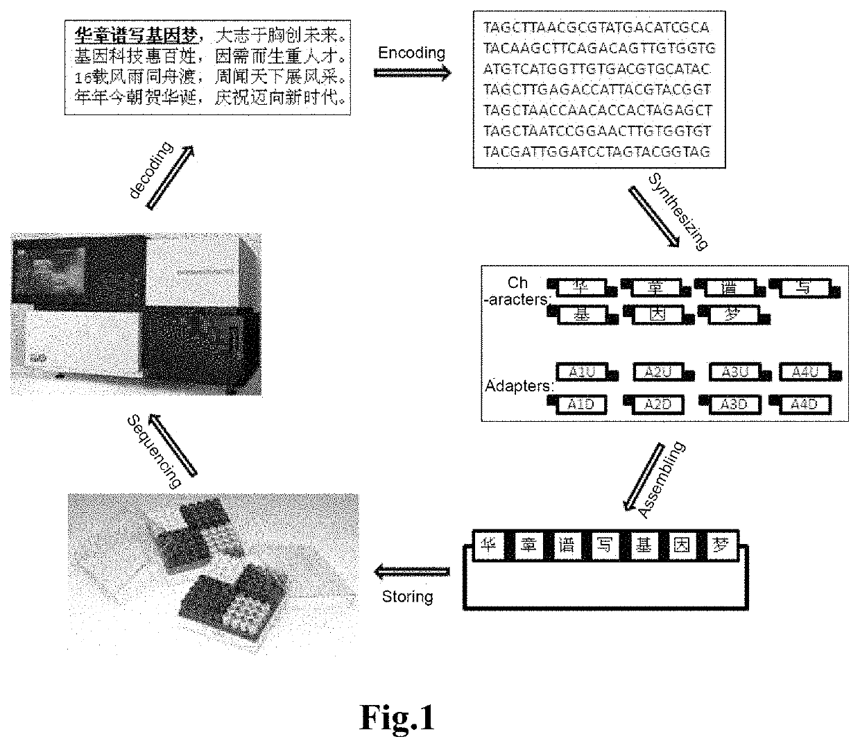 Method for using DNA to store text information, decoding method therefor and application thereof